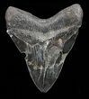 Sharply Serrated, Megalodon Tooth - Georgia #72755-2
